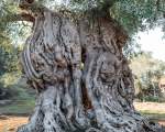 millennial olive tree