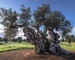 Tausendjähriger Olivenbaum