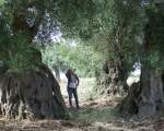 millennial olive tree