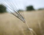 Ear of durum wheat »Senatore Capelli«