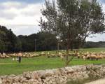 Landscape with Sheeps