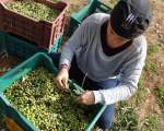 olive harvest