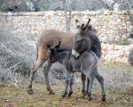 our donkeys Luna & Isa