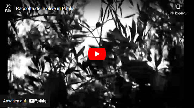 Raccolta delle olive in Puglia