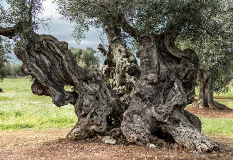 Millennium olive tree