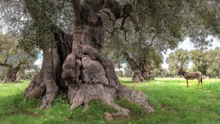 Millennium olive tree