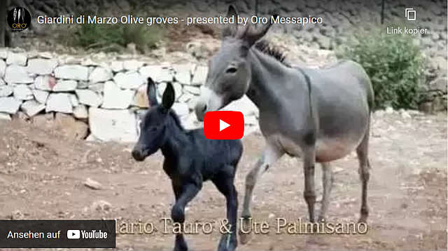 Giardini di Marzo Olive groves - presented by Oro Messapico